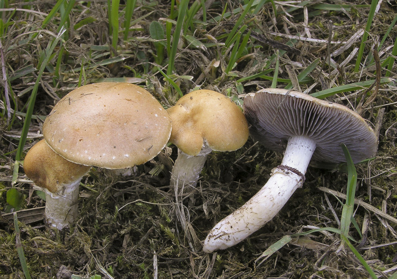 Stropharia coronilla